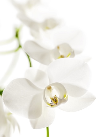 �ȳ��̹���1